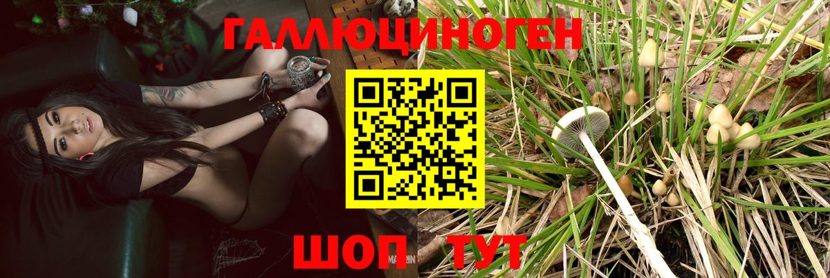 Галлюциногенные грибы Magic Shrooms  Губкинский  Галлюциногенные грибы Psilocybe 